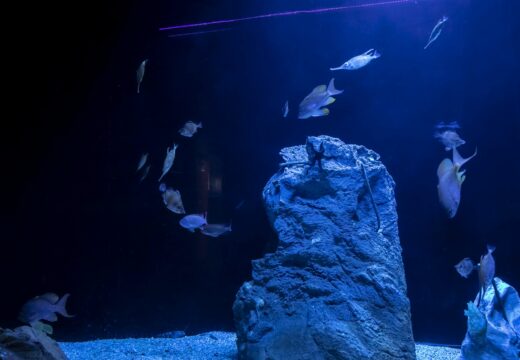 O Aquarium Finisterrae estrea un novo tanque con especies de augas profundas